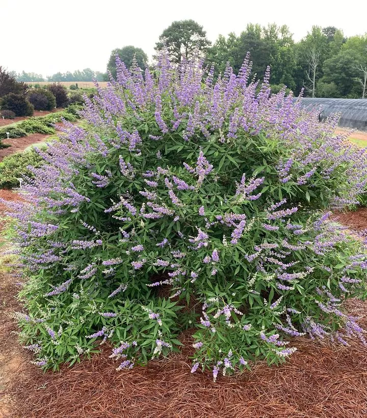 Vitex Agnus-Castus `Queen Bee`