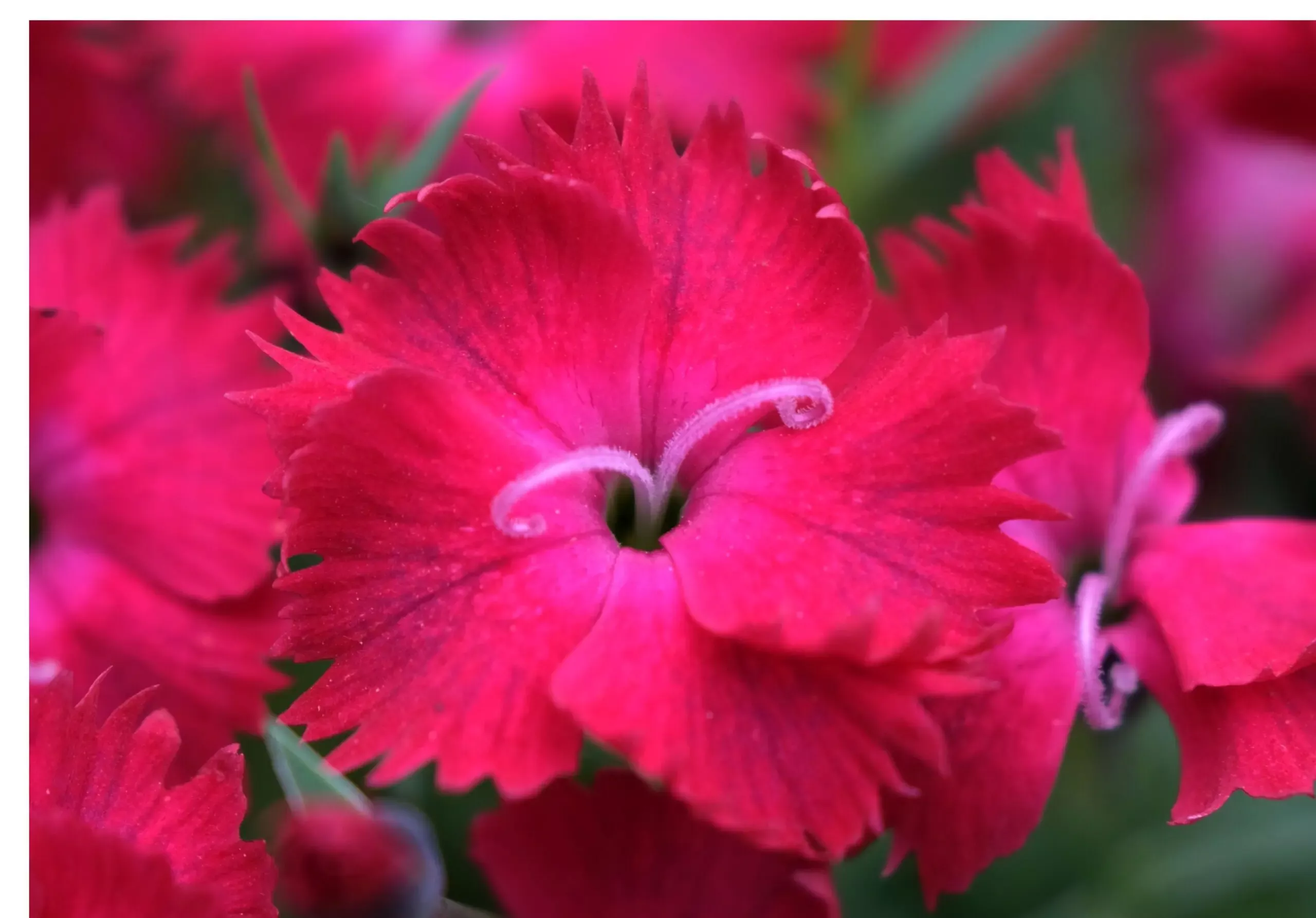 Vivid Cherry Charm Dianthus