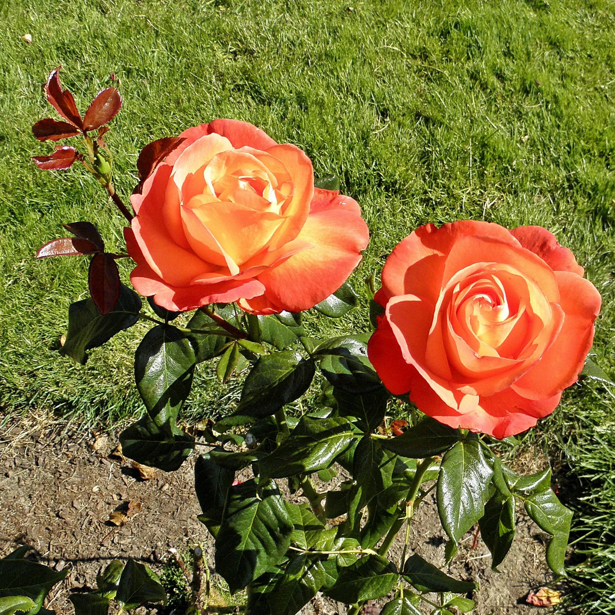 Voodoo™ Rose