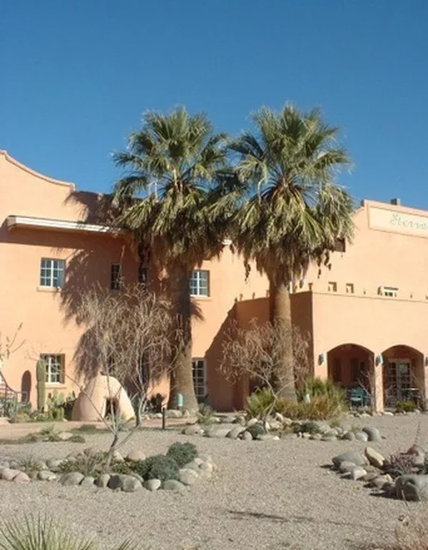 Washingtonia filifera 'Truth or Consequences'