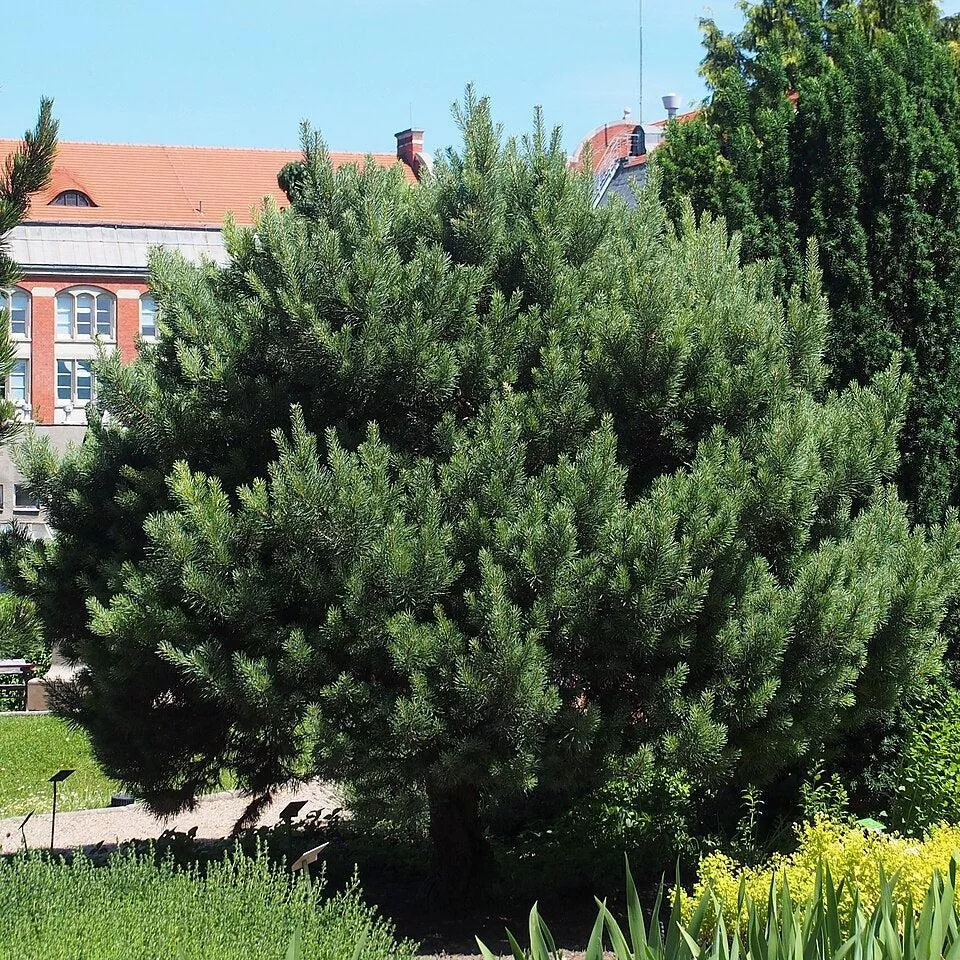 Waterer Scots Pine