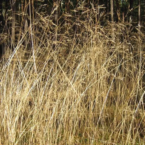 Wavy Hair Grass