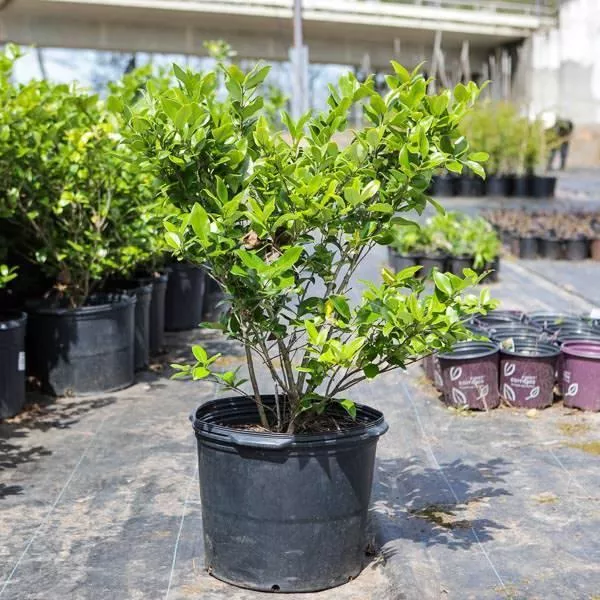 Waxleaf Ligustrum