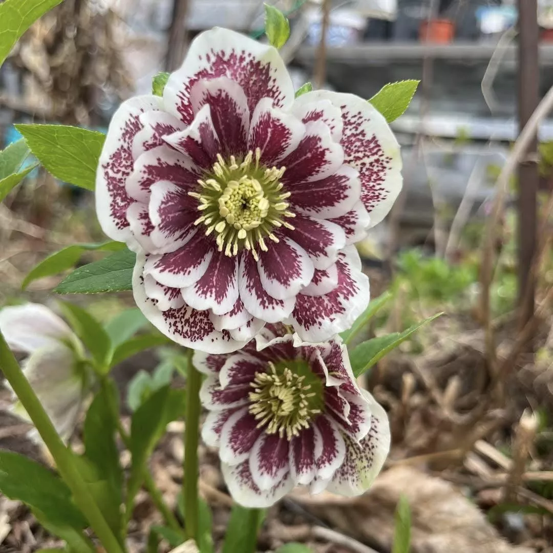 Wedding Party Confetti Cake Lenten Rose