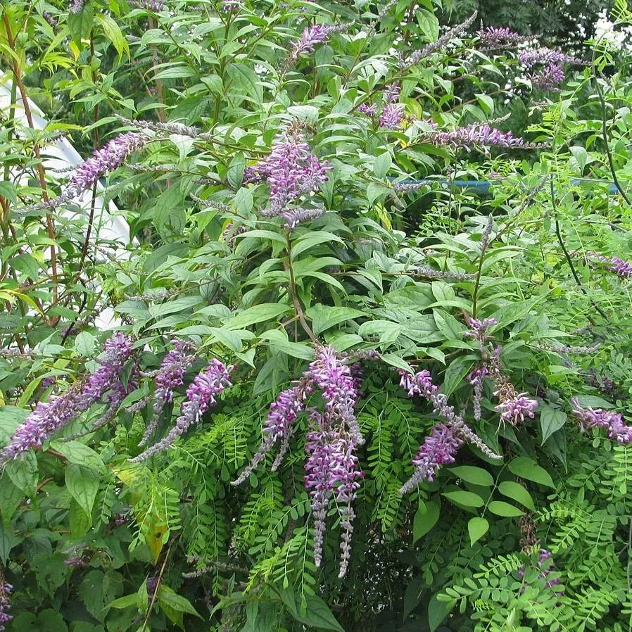 Weeping Butterfly Bush