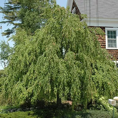 Weeping Katsura Tree