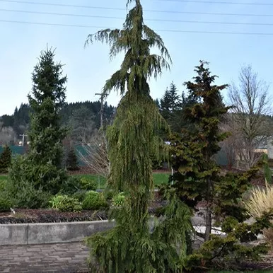 Weeping Nootka Falsecypress