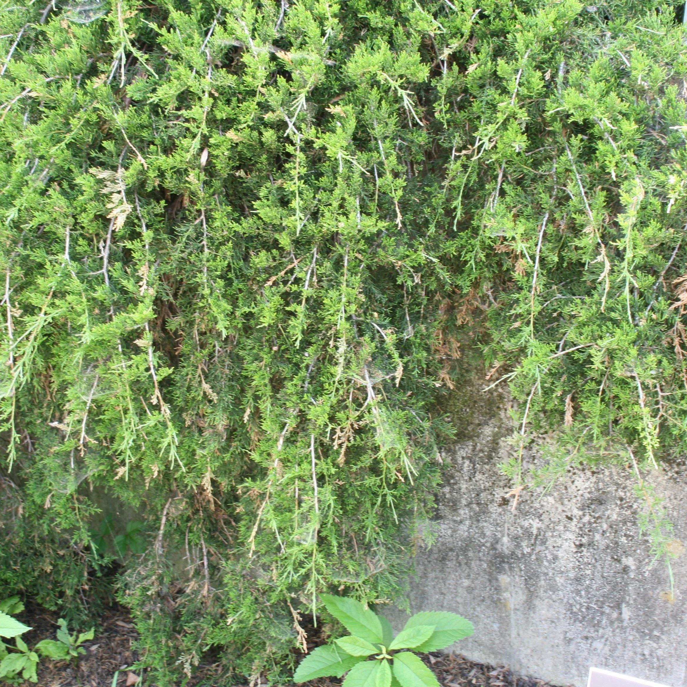 Weeping Red Cedar