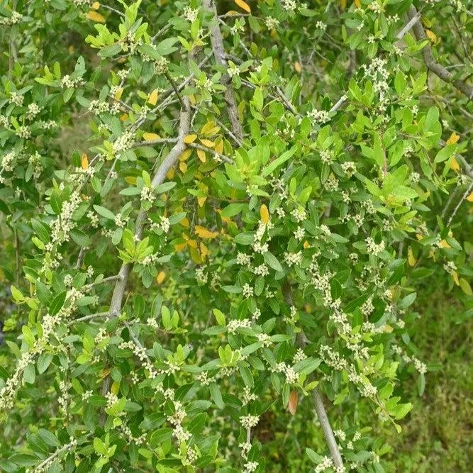 Weeping Yaupon Holly
