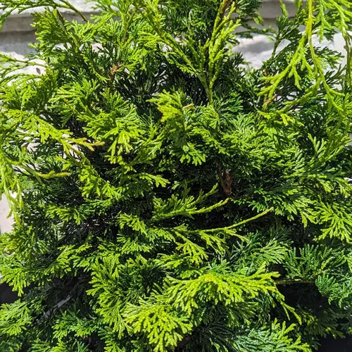 Wells Special Hinoki Cypress