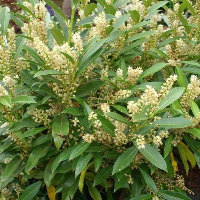 West Coast Skip Laurel, Schipkaensis