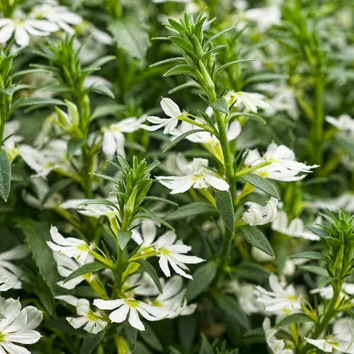 Whirlwind White Fan Flower