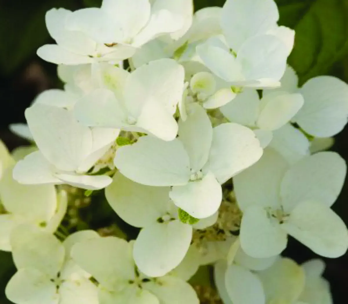 White Diamonds Hydrangea