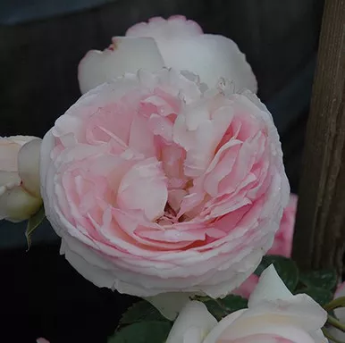 White Eden Climbing Rose