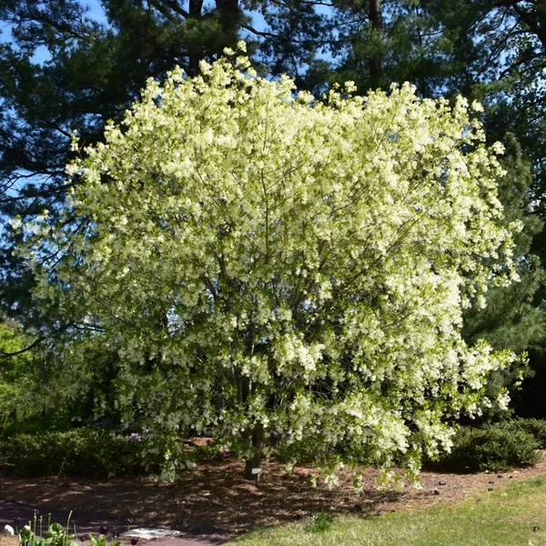 White Fringetree (Shrub)