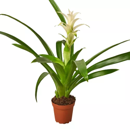 White Guzmania Bromeliad