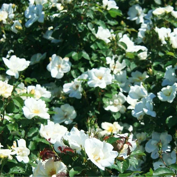 White Knock Out Shrub Rose # 2 KO Cont