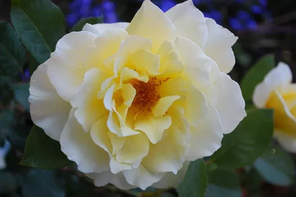 White Licorice Floribunda Rose
