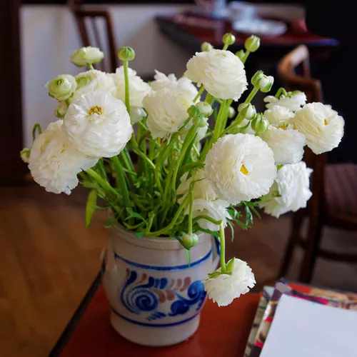 White Peony Ranunculus Bulb Kit