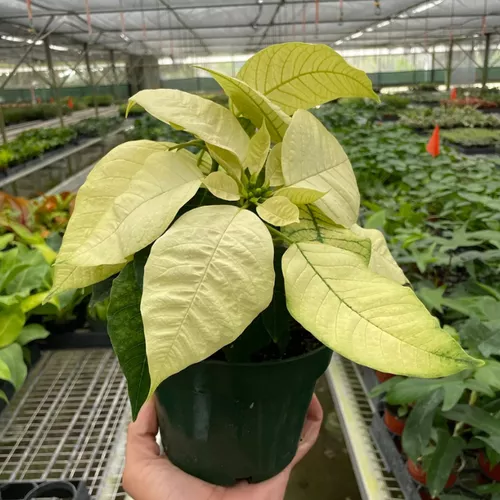 White Poinsettia