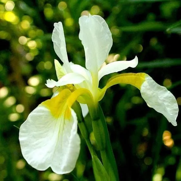 White Swirl Siberian Iris
