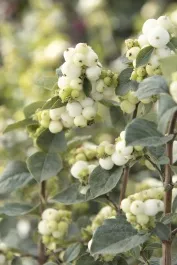 White Symphony™ Snowberry