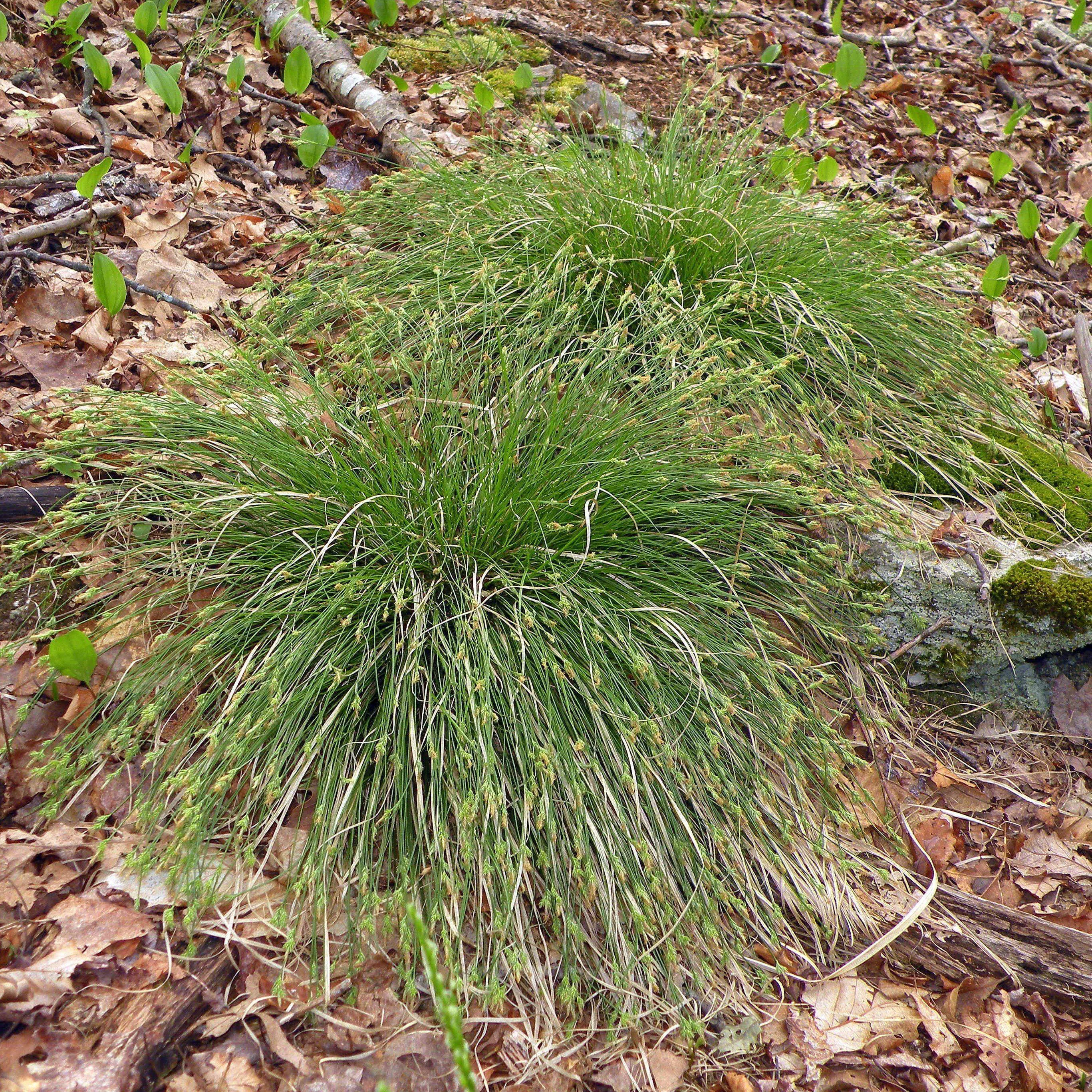 White Tinged Sedge