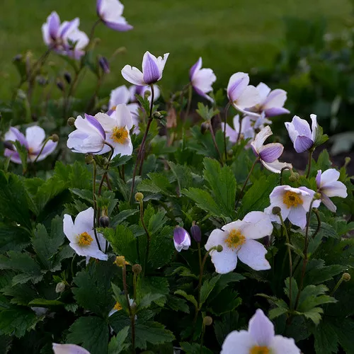 Wild Swan Windflower