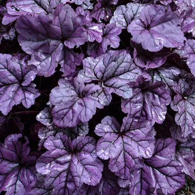 Wildberry Coral Bells