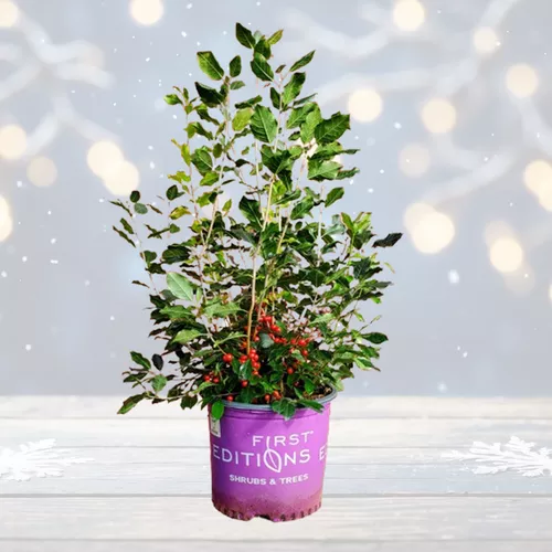 Wildfire™ Winterberry - Holiday