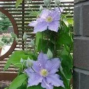 Will Goodwin Clematis