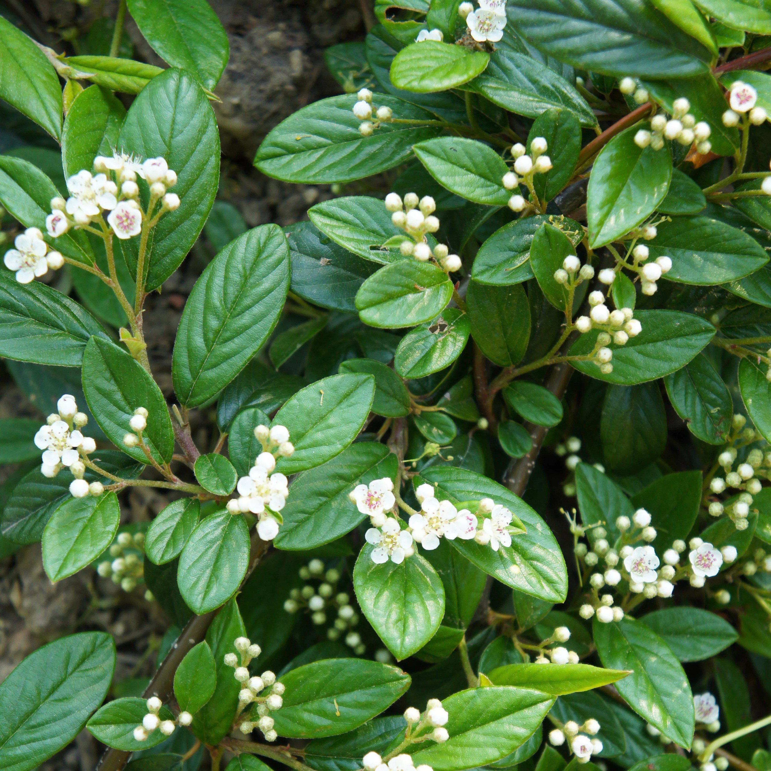 Willowleaf Cotoneaster