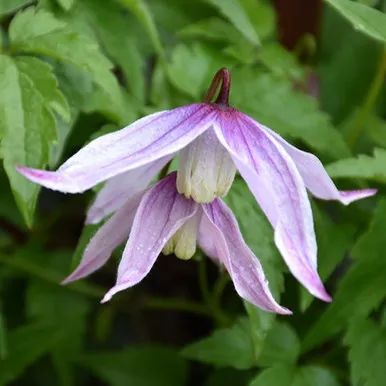 Willy Clematis