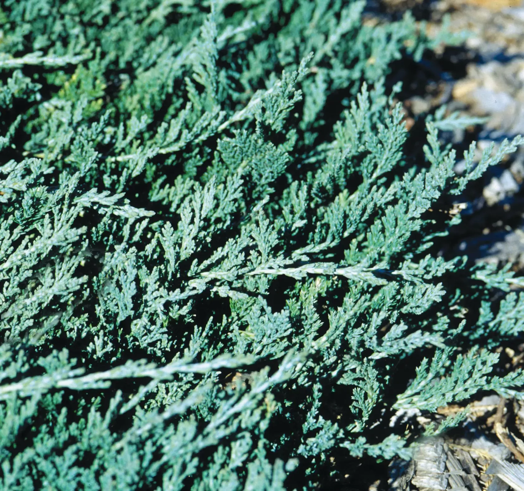 Wilton Blue Rug Juniper
