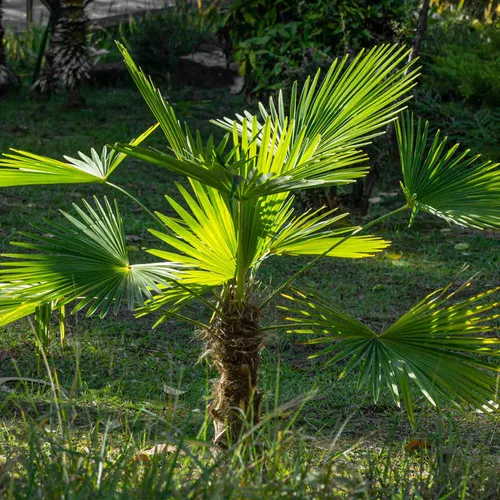 Windmill Palm Tree