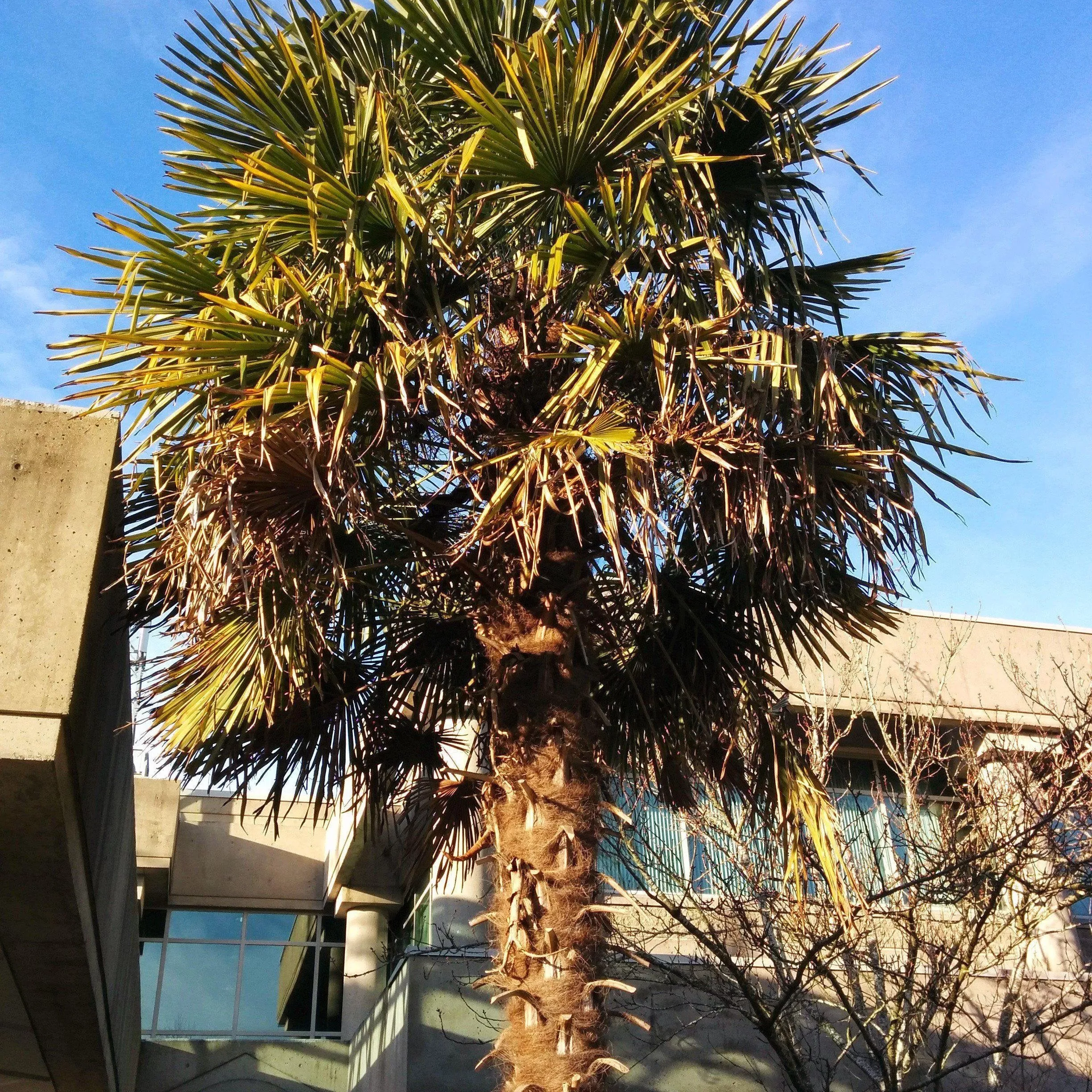Windmill Palm