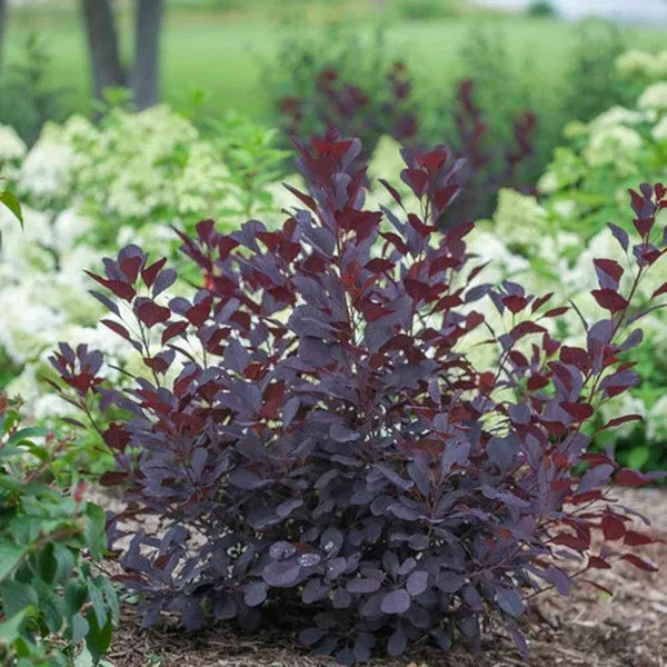 Winecraft Black Smokebush Pw # 2 PW Cont
