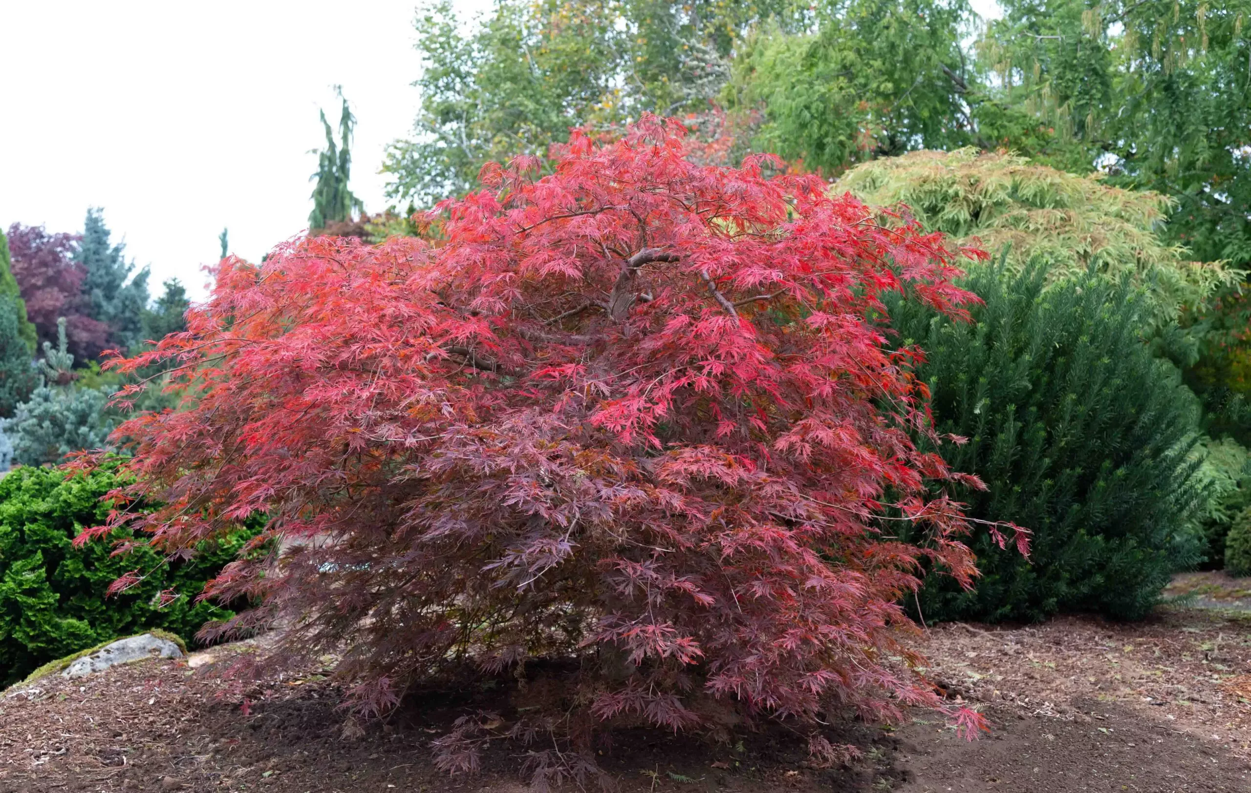 Winter Queen Maple