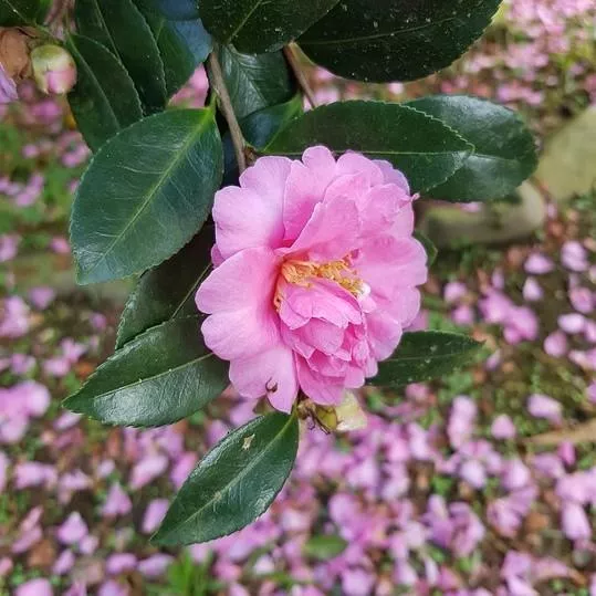 Winter's Charm Camellia