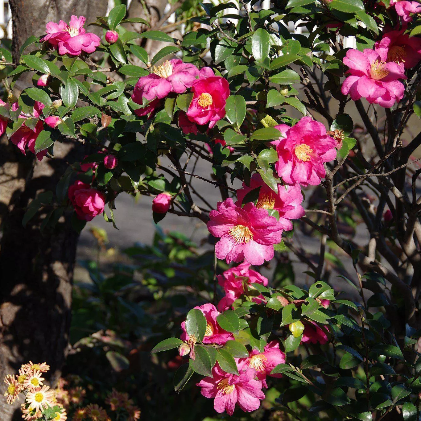 Winter's Fire Camellia