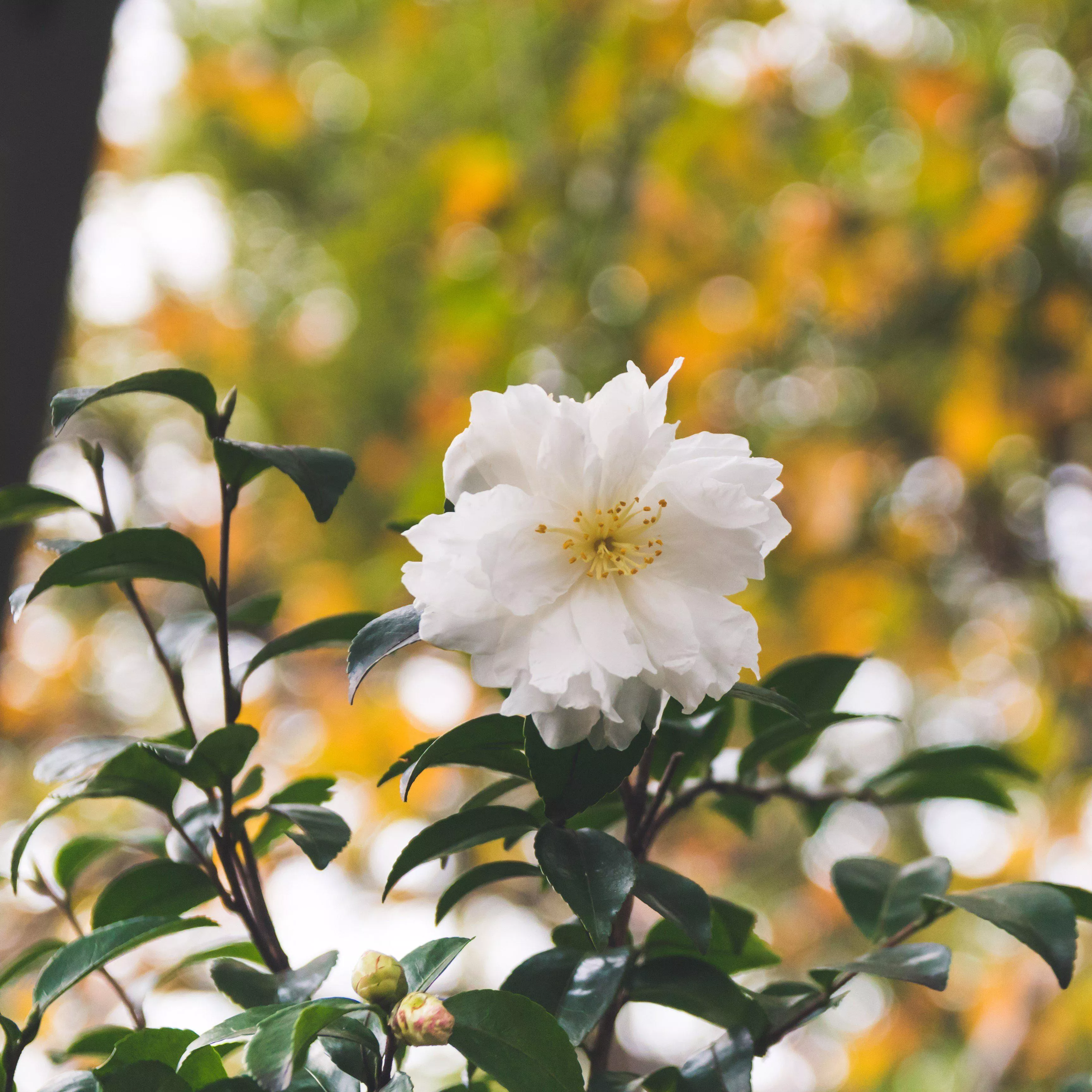 Winter's Snowman Ice Angels Camellia