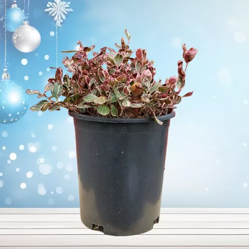 Winter Splash™ Variegated Wintergreen - Holiday