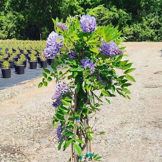 Wisteria, Amethyst Falls Wisteria