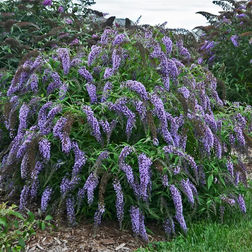 Wisteria Lane Butterfly Bush
