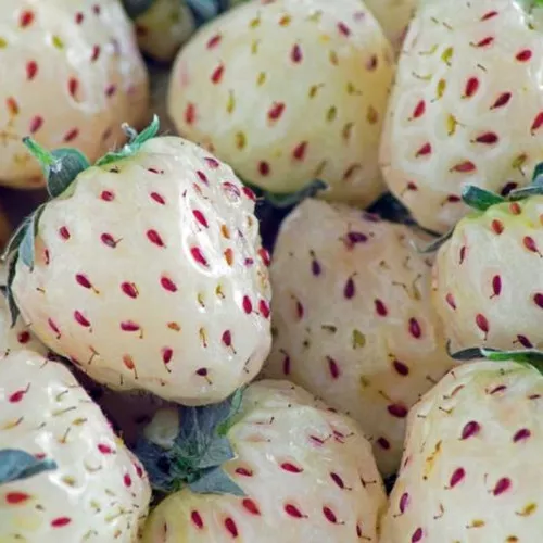 Wonderful Pineberry™ Strawberry Plant