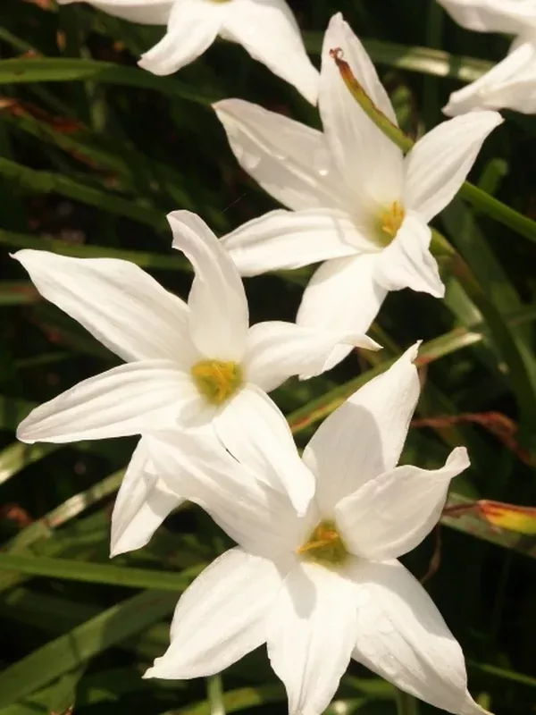 x Zephybranthus 'Norma Pearl'