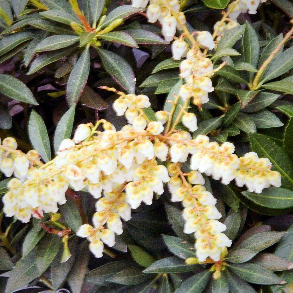 Yakushimanum Pieris