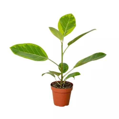 Yellow Gem Ficus