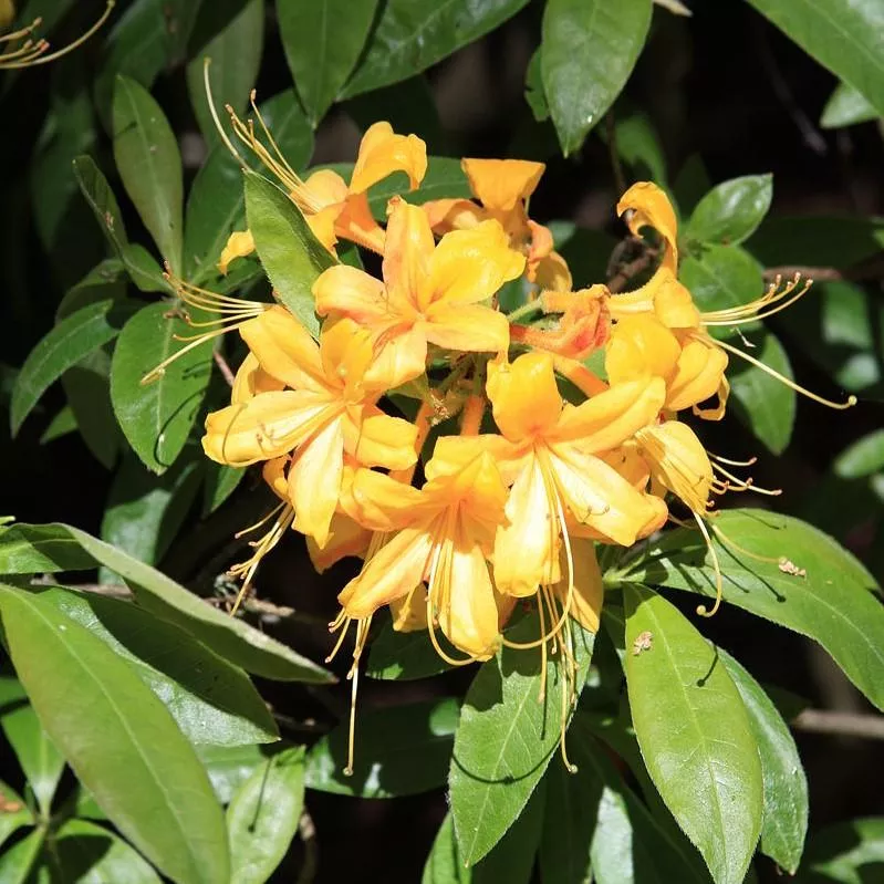 Yellow Mollis Hybrid Azalea