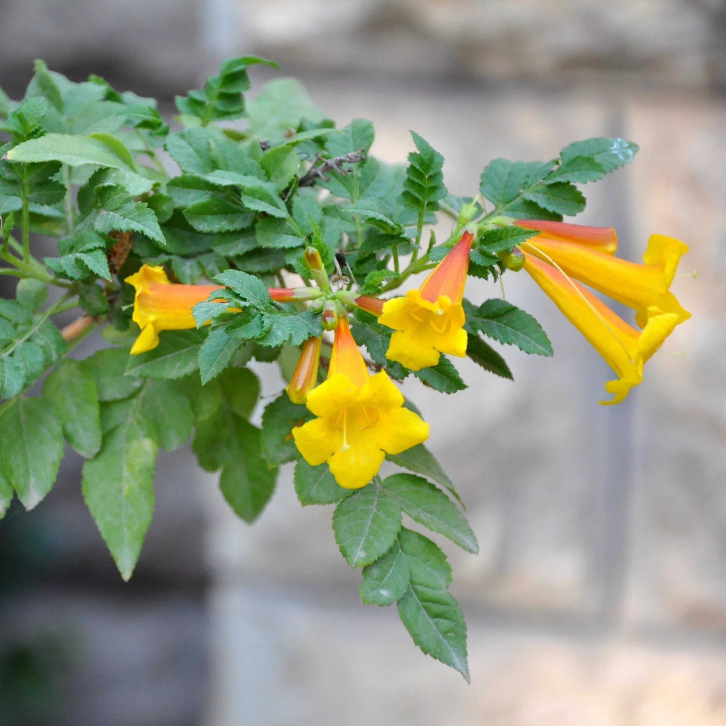 Yellow Trumpet Creeper